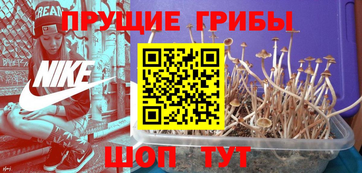 Галлюциногенные грибы Magic Shrooms  купить  цена  Вход с VPN  Магадан  Псилоцибиновые грибы мицелий 
